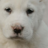 Central Asian Shepherd Dog Central Asian Shepherd Dog – Top Quality Puppies