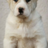 Central Asian Shepherd Dog Central Asian Shepherd Dog – Top Quality Puppies