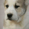 Central Asian Shepherd Dog Central Asian Shepherd Dog – Top Quality Puppies