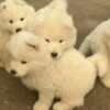 Samoyed Samoyed puppies