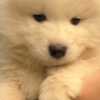 Samoyed Samoyed puppies