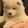 Samoyed Samoyed puppies