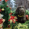 Labrador Retriever Chocolate Labrador Retriever Puppies