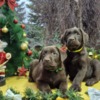 Labrador Retriever Chocolate Labrador Retriever Puppies