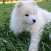Samoyed Samoyed puppy