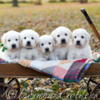 Golden Retriever English Retriever Indiana: Well-Bred Puppies Raised for Health