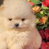 Pomeranian Pomeranian Boo Puppies