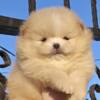Pomeranian Pomeranian Boo Puppies