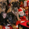 French Bulldog French Bulldog puppies for sale