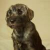 Standard Schnauzer Medium schnauzer, female puppies
