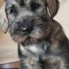 Standard Schnauzer Medium schnauzer, female puppies
