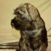Standard Schnauzer Medium schnauzer, female puppies