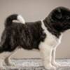 American Akita American Akita puppies