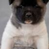 American Akita American Akita puppies