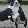 American Staffordshire Terrier American Staffordshire Terrier – Beautiful Puppies