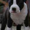 American Staffordshire Terrier American Staffordshire Terrier – Beautiful Puppies