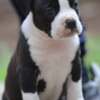 American Staffordshire Terrier American Staffordshire Terrier – Beautiful Puppies