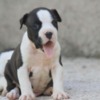 American Staffordshire Terrier American Staffordshire Terrier – Beautiful Puppies