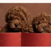 Poodle Red dwarf and toy poodles