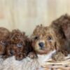 Poodle Toy Poodle Puppies for Sale