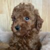 Poodle Toy Poodle Puppies for Sale