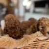 Poodle Toy Poodle Puppies for Sale