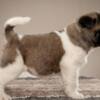 American Akita American Akita, exceptional puppies