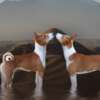 Basenji Basenji red-white and tricolor puppies