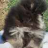 Pomeranian Pomeranian Spitz puppies