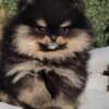 Pomeranian Pomeranian Spitz puppies