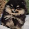 Pomeranian Pomeranian Spitz puppies