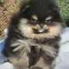 Pomeranian Pomeranian Spitz puppies