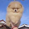 Pomeranian Pomeranian Spitz puppies