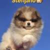 Pomeranian Pomeranian Spitz puppies
