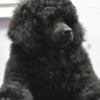 Poodle Male Toy Poodle Puppy