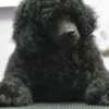 Poodle Male Toy Poodle Puppy