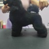 Poodle Male Toy Poodle Puppy