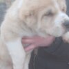 Central Asian Shepherd Dog Central Asian Shepherd puppies