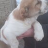 Central Asian Shepherd Dog Central Asian Shepherd puppies