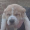 Central Asian Shepherd Dog Central Asian Shepherd puppies