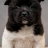 American Akita American Akita TOP puppies