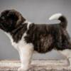 American Akita American Akita TOP puppies