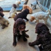 Lagotto Romagnolo Lagotto Romagnolo, puppies available