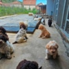 Lagotto Romagnolo Lagotto Romagnolo, puppies available