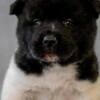 American Akita American Akita, puppies with excellent characteristics