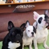 French Bulldog French Bulldog – Beautiful Female Puppy