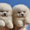 Pomeranian Pomeranian BOO “Teddy Bears”