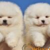 Pomeranian Pomeranian BOO “Teddy Bears”