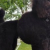 Poodle Top litter of LARGE POODLES