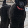 Poodle Top litter of LARGE POODLES